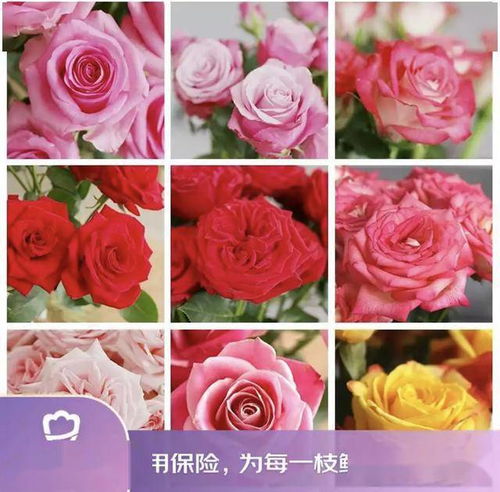 京東鮮花新花樣 615生活鮮花節(jié)創(chuàng)新高，引領(lǐng)動(dòng)態(tài)禮品花卉銷售新趨勢