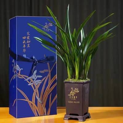 父愛如蘭 一束芬芳里的深情，花農(nóng)笑顏中的豐收